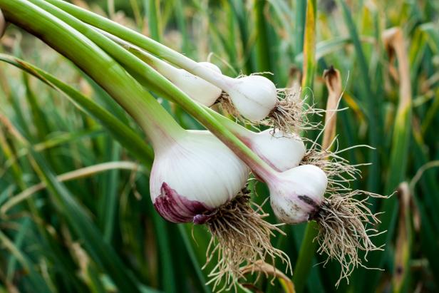 Garlic Plant