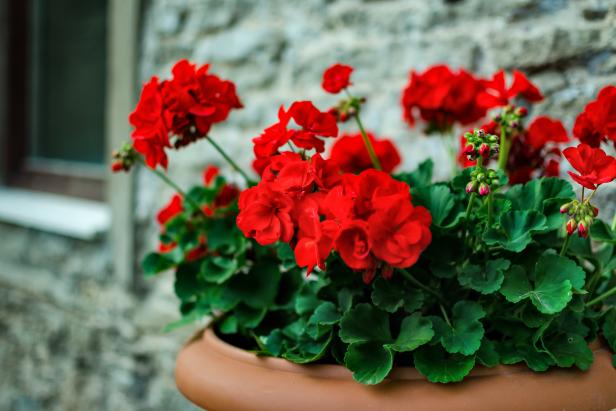 Geranium Plant