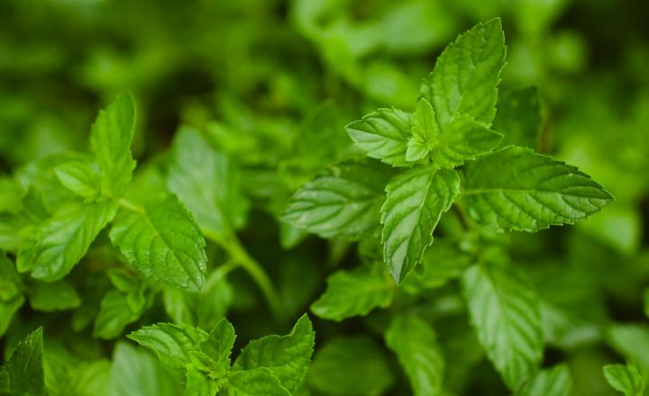 Peppermint Plant