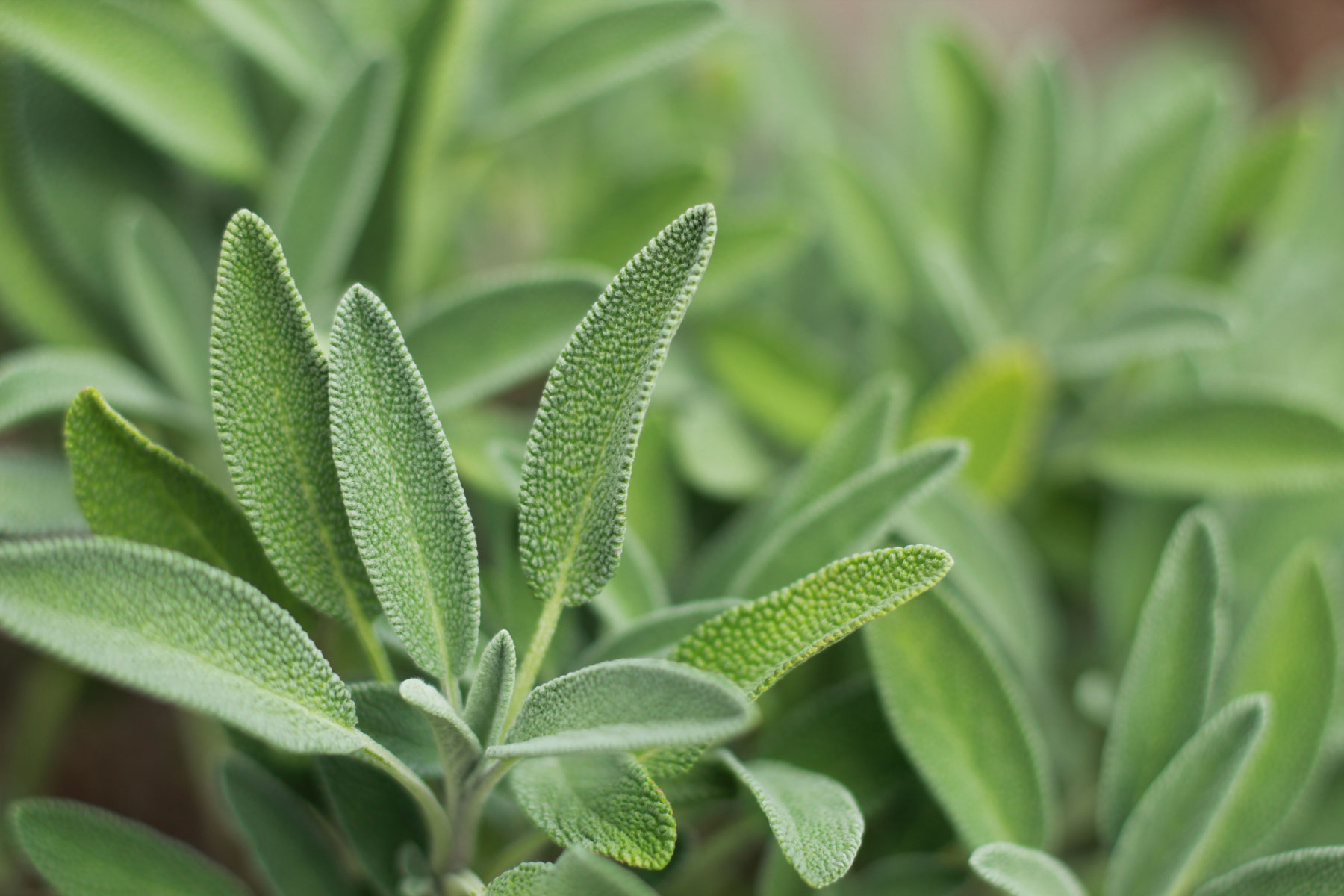 Sage Plant