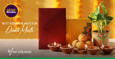 best indoor plants for Diwali Month