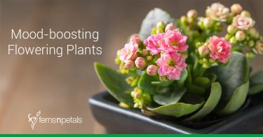 Mood Boosting Flowering Plants