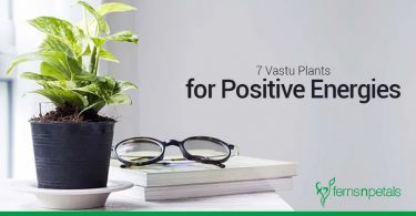Vastu Plants for Positive Energy