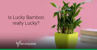 lucky bamboo