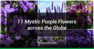 11 purple flowers from around the globe