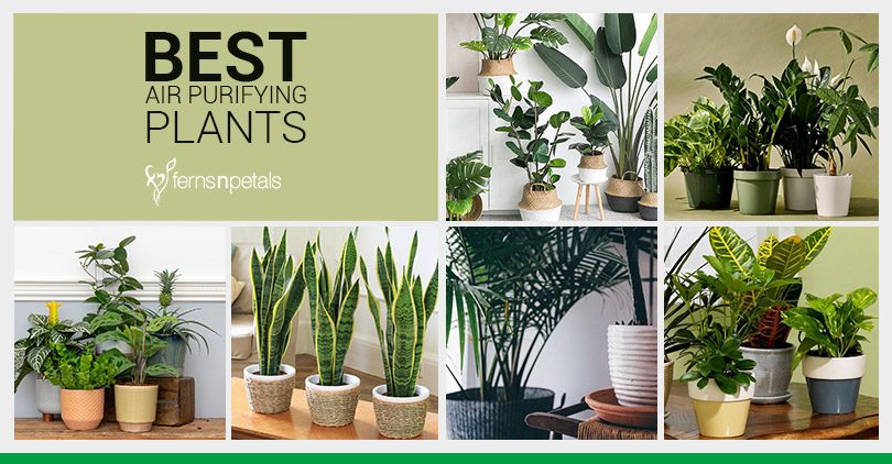 Air quality plants indoor