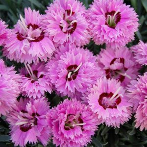 Dianthus