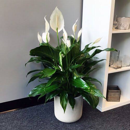 Ward Off Negative Energies with these Vastu Plants Ferns N Petals