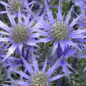 11 Mystic Purple Flowers From Around