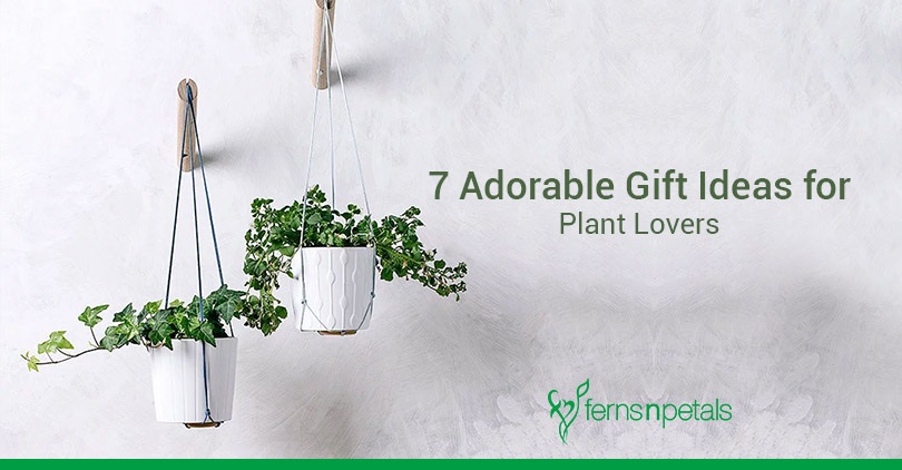 Jade Plant As A Gift