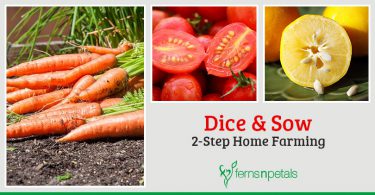 Dice & Sow- 2 Step Home Farming