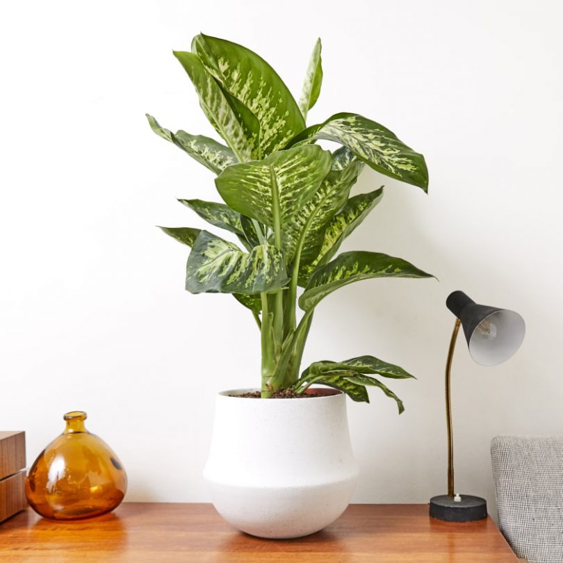 Attention-Grabbing Tropical Plants for your Home - Ferns N Petals