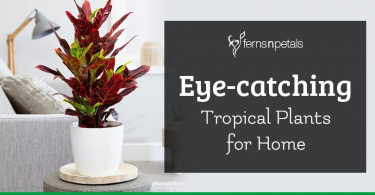 eye-catching-tropical-plantg