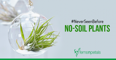 #NeverSeenBefore No-Soil Plants