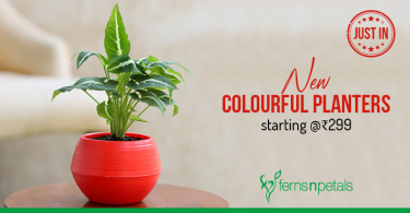 Just in Colourful Planters