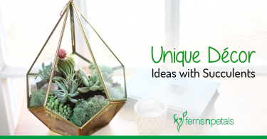 Unique ways to decorate living space with Succulents