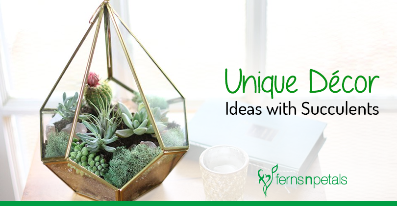 Unique Ways to Decorate your Living Space with Succulents - Ferns N Petals