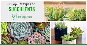 7 Popular Types of Succulents - Ferns N Petals