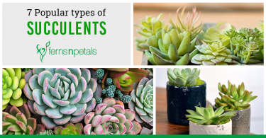 7 popular succulents