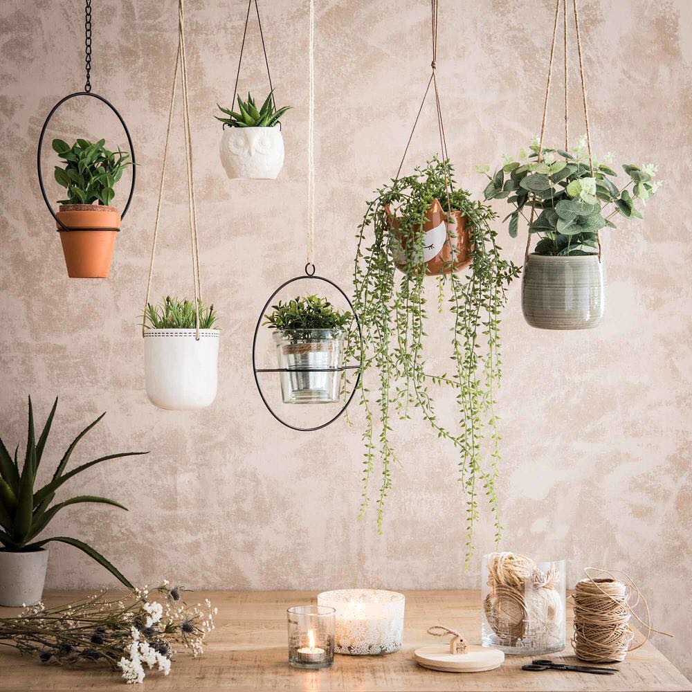 hanging succulents