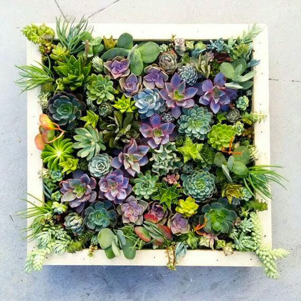 vertical succulents