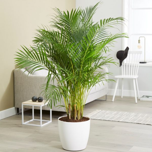 areca palm