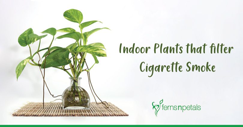 Plants That Purify Air From Cigarette Smoke