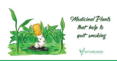 Medicinal-Plants-that-help-to-quit-smoking