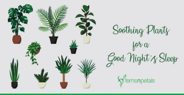 blog-cover---Soothing-Plants-for-a-Good-Night's-Sleep