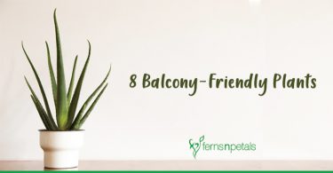 balcony-plants