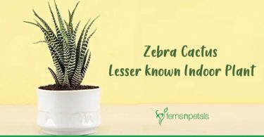 Zebra Cactus- Lesser-known Indoor Plant