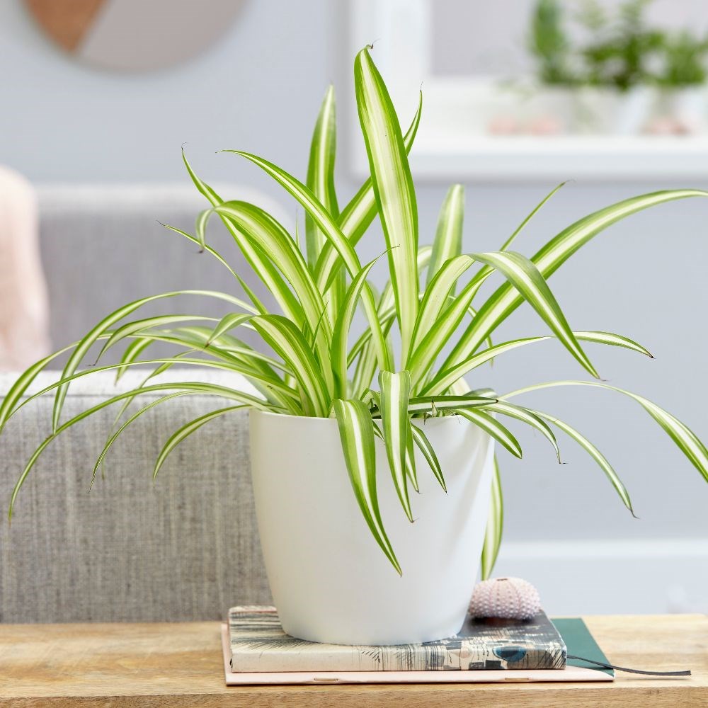  Spider Plant Indoor