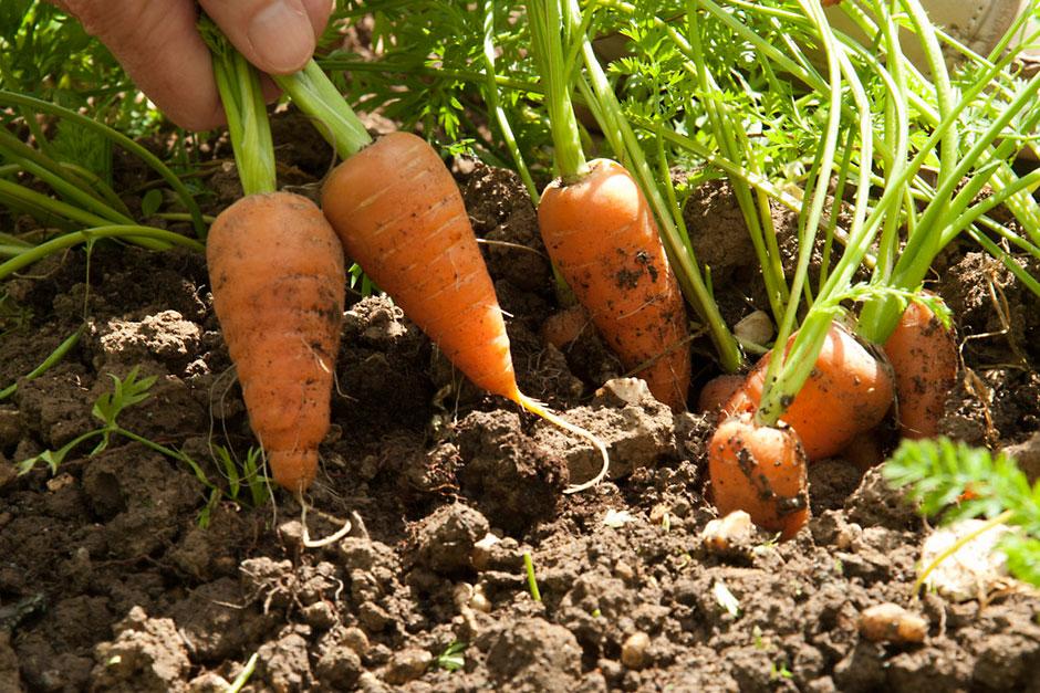 Carrots