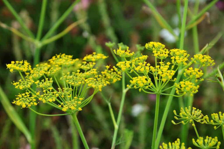 10 Plants that help Keep Viral Infections Away - Ferns N Petals