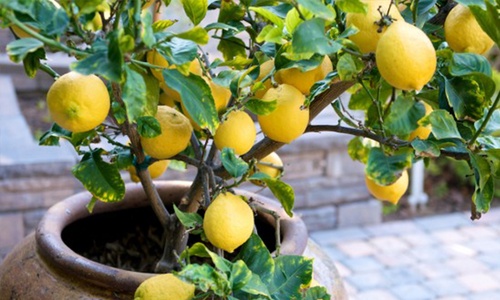 Lemons