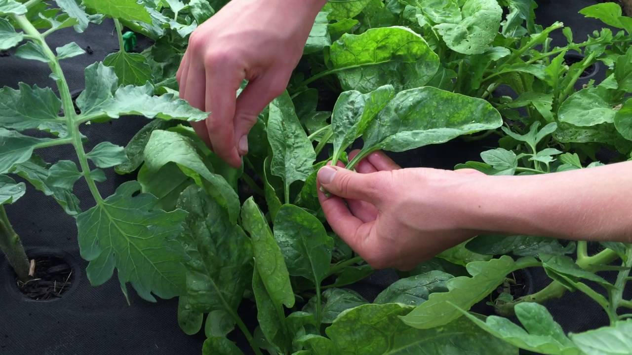 Spinach