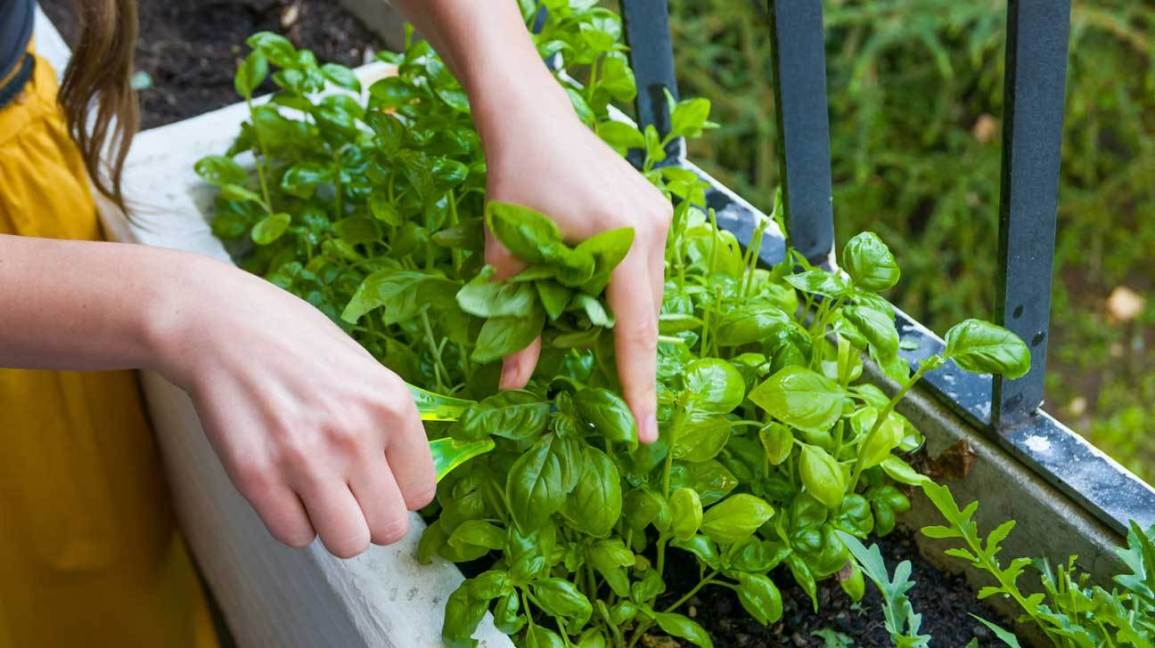 Basil