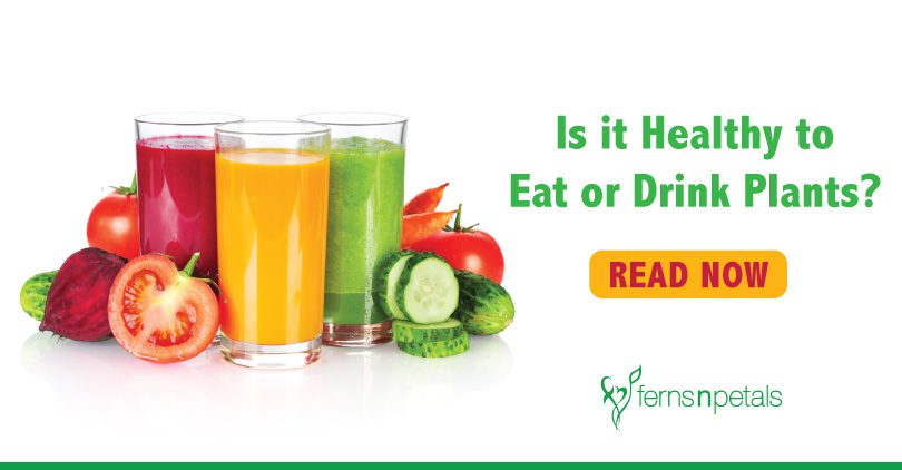 Is it healthy to eat or drink plants?
