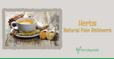 herbs-natural-pain-relievers