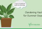 Gardening Hacks for the Summer Season