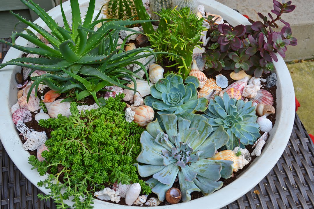 Create a succulent bowl