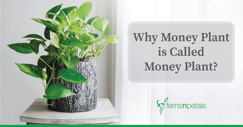 Why Money Plant is Called Money Plant