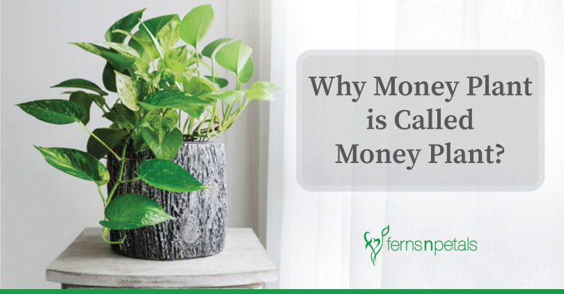 Why Money Plant Is Called Money Plant Ferns N Petals