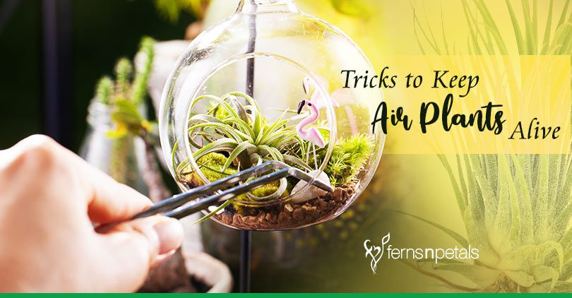 6 Tricks to Keep Air Plants Alive