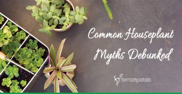 Common Houseplant Myths Debunked