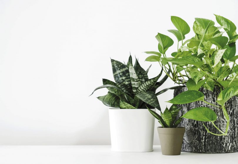 Compliment Home Décor with Plants - Ferns N Petals