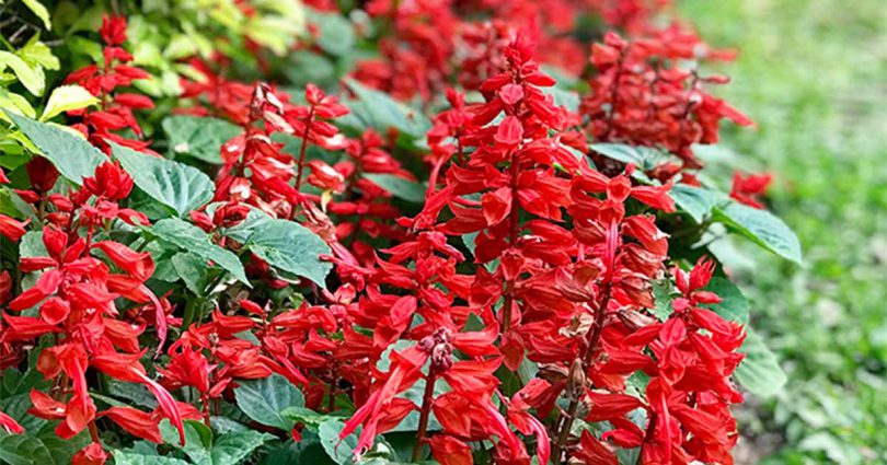 Low Maintenance Balcony Plants