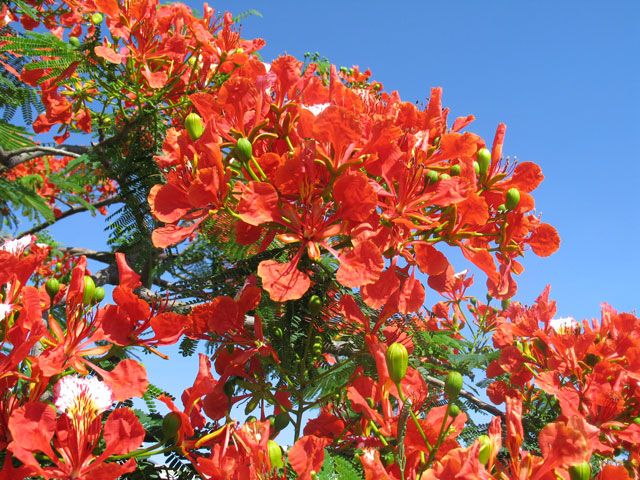 Gulmohar