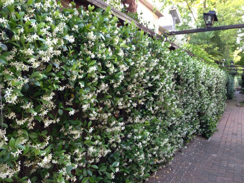 Jasmine