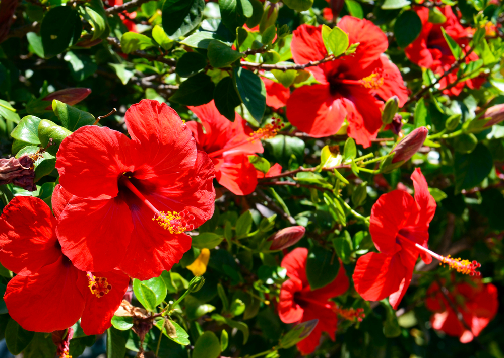 Hibiscus